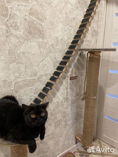 Лесница когтеточка