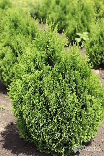 Туя Холмструп - Holmstrup