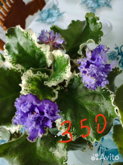 Фиалка в горшках