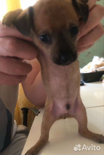 Собаки щенки маленькой породы