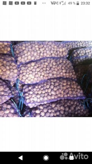 Семенной картофель