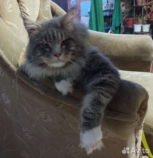 Котята мейн-кун