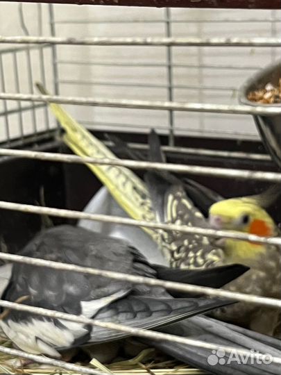 Попугай корелла