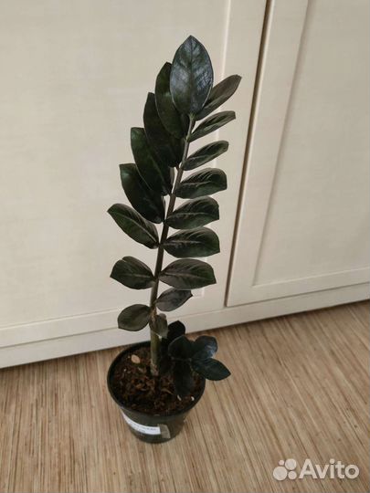 Замиокулькас Черный Равен