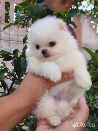 Померанский шпиц мини щенок