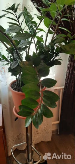 Замиокулькас, фикус, спатифиллум