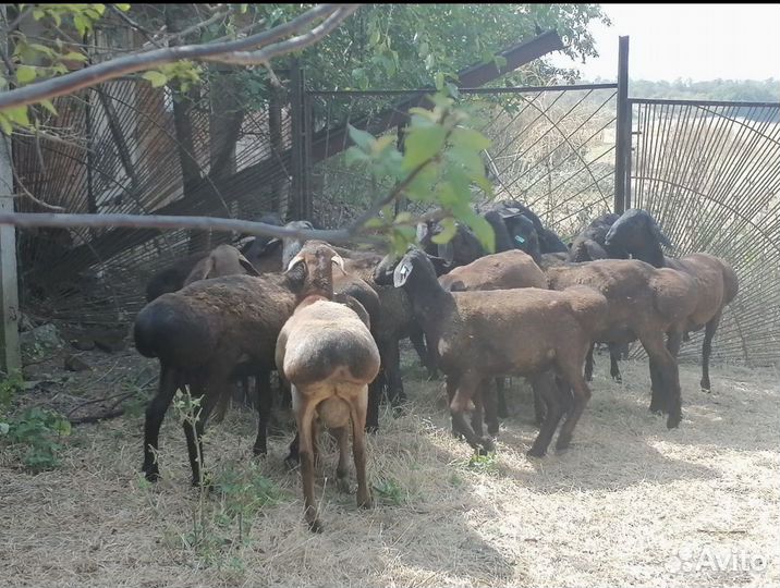 Курдючные бараны овцы