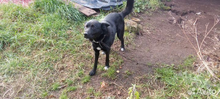 Пес лайки охотничий кабель с мордой медвеженка