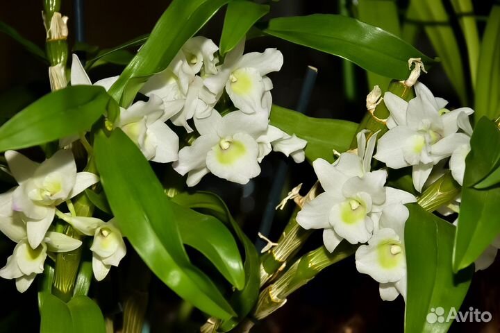 Орхидея Dendrobium nobile «Apollon»