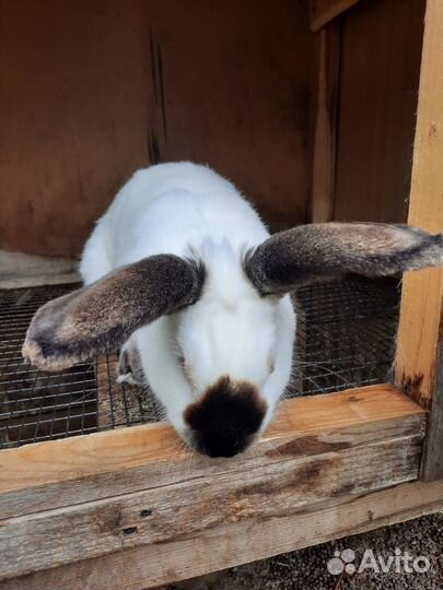 Калифорнийские кролики