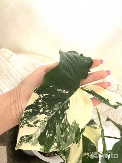 Сингониум Alda variegatta