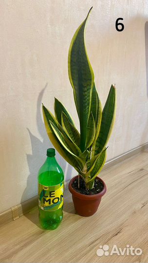 Сансевиерия, тещин язык, щучий хвост