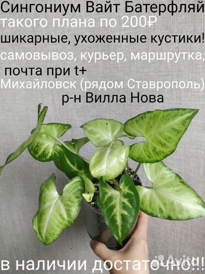 Сингониум Вайт Баттерфляй (Белая Бабочка)