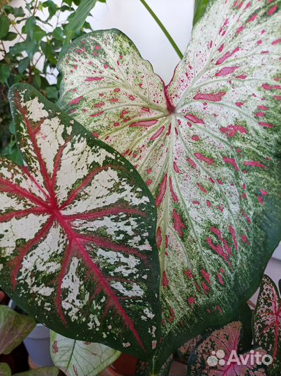 Семена каладиума