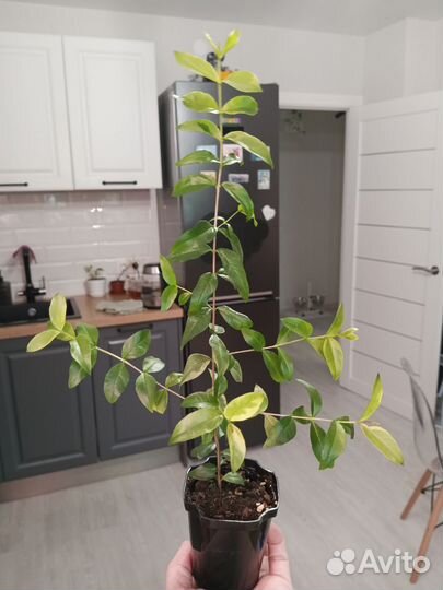 Мирт вариегатный