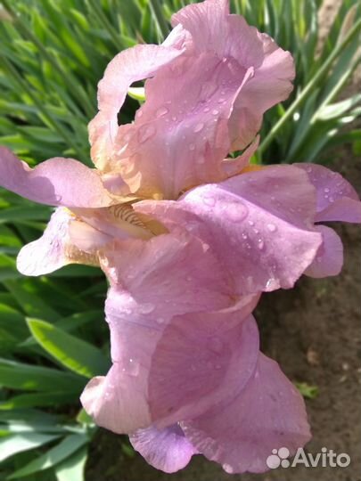 Ирисы бородатые