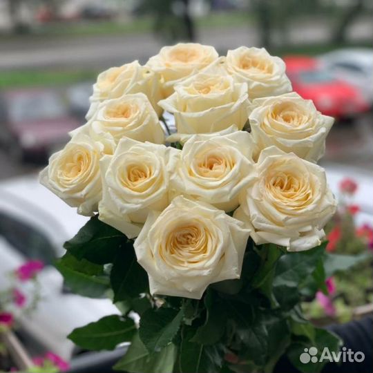 Роза Эквадор, Хит продаж