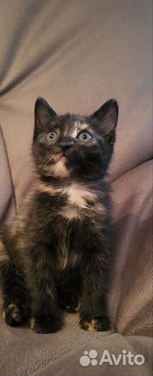 Котенок девочка в добрые руки