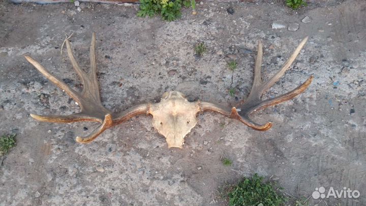 Рога лосиные