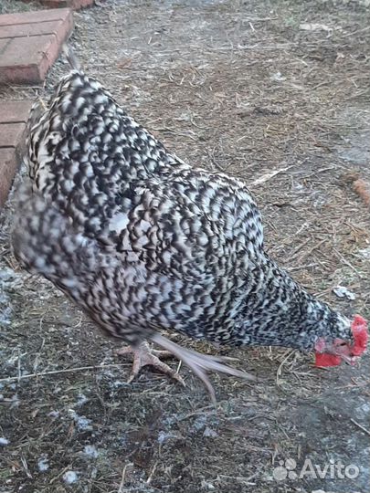 Инкубационное яйцо яичных кур