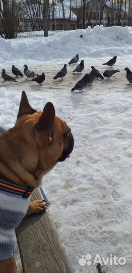 Французский бульдог кабель вязка