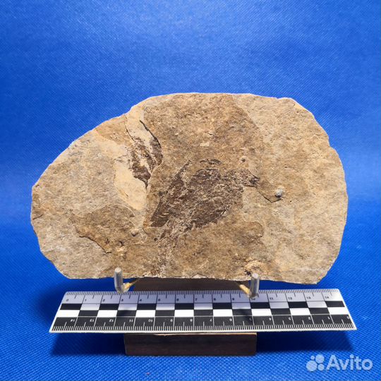 Отпечатки рыбы акантоды, 350 млн лет