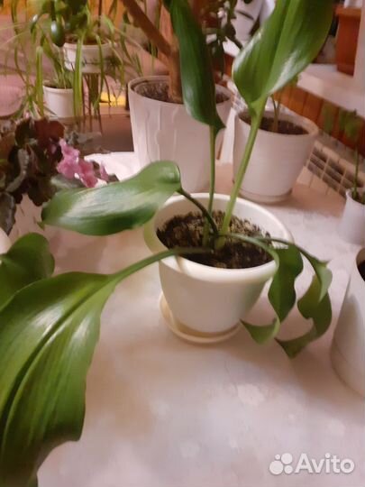 Эухарис амазонская лилия