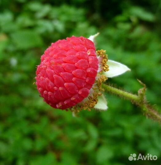 Малина душистая - саженцы