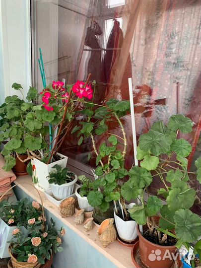 Комнатные цветы