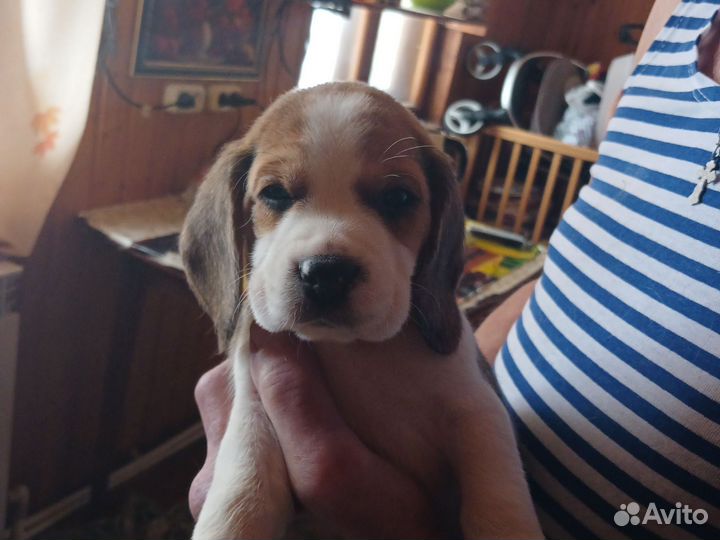 Щенки бигль