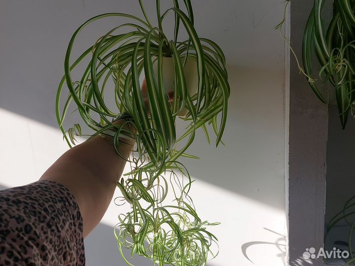 Хлорофитум