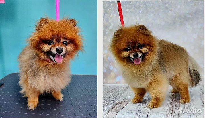 Грумер стрижка собак