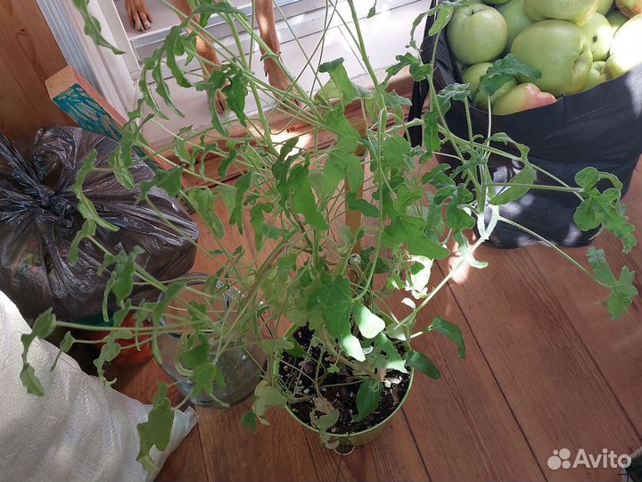 Герань душистая