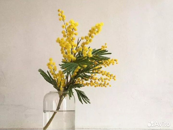 Мимозы опт Миллерово