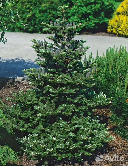 Пихта корейская