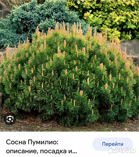 Сосна горная Пумилио