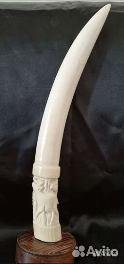 Натуральный бивень. Африка