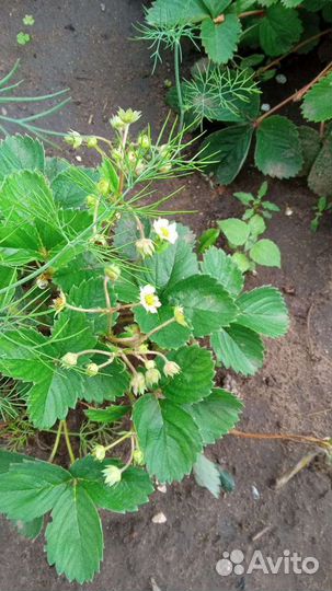 Виктория Клубника Земляника