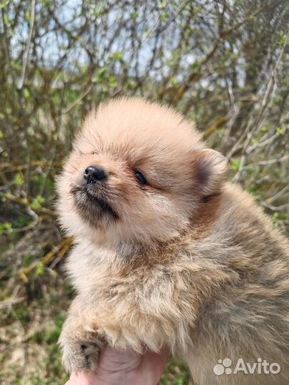 Крошка шпиц