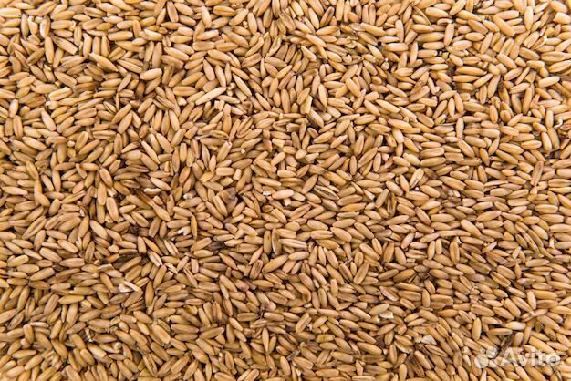 Ячмень урожая 2024 года