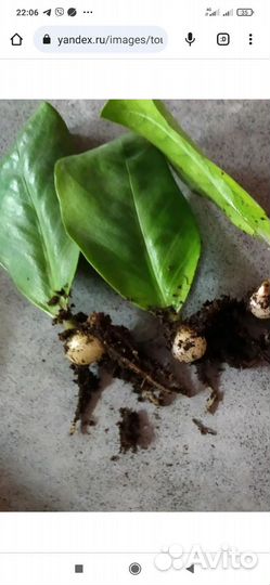 Замиокулькас или долларовое дерево