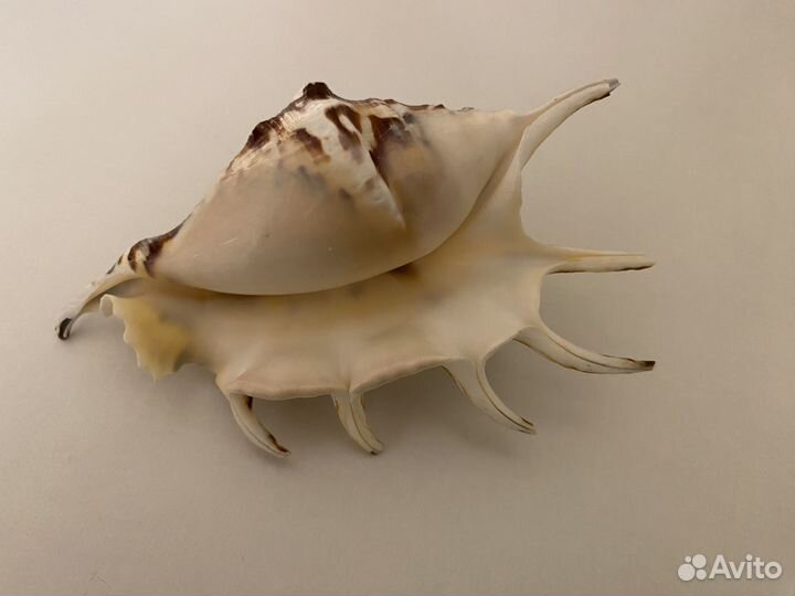 Морские ракушки раковины