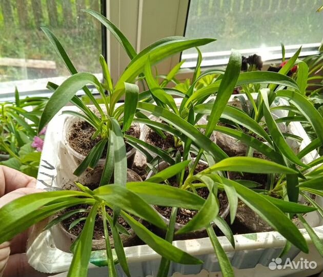 Гвоздика ампельная, вышлю почтой