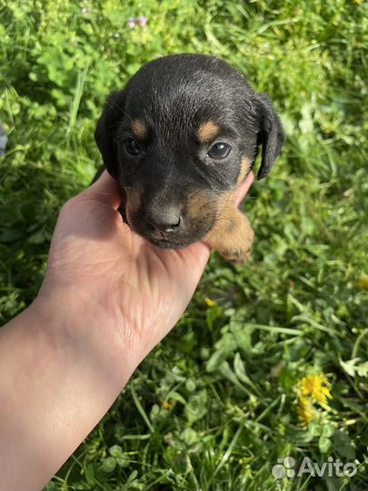 Щенки ягдтерьера