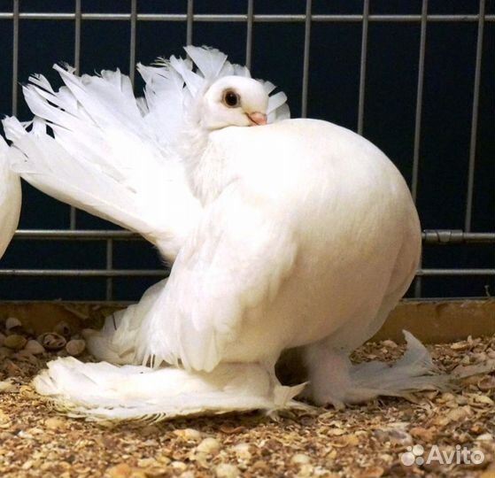 Голуби статные и бойные