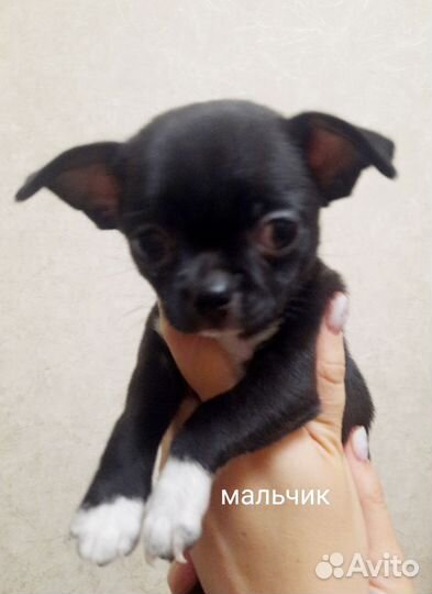 Щенки чихуахуа
