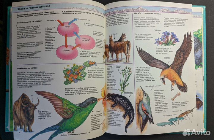 Детская энциклопедия 