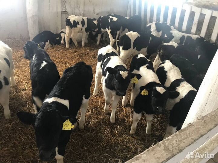 Телки и бычки