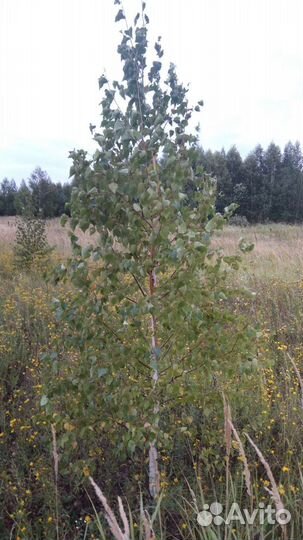 Берёза Обыкновенная 2м