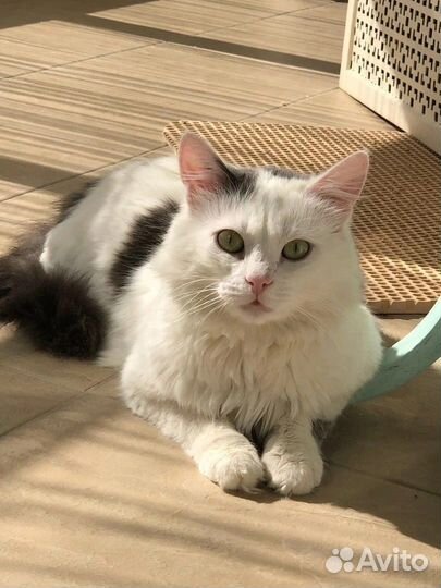 Котик в добрые руки